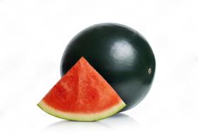 VANGA F1