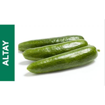 ALTAY F1